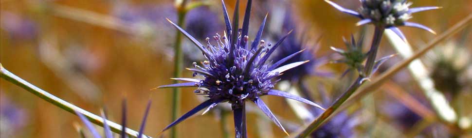 Blue Devil - © Cathy Powers