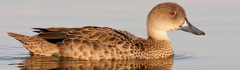 Grey Teal - © Arthur Chapman