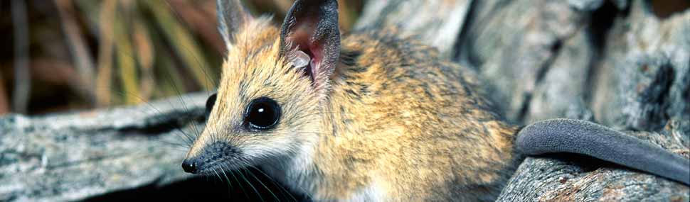 Fat-tailed Dunnart - © Alan Henderson (Minibeast Wildlife)
