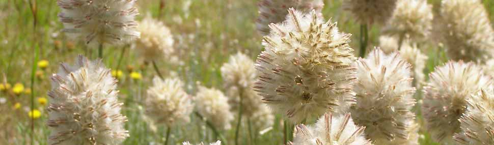 Feather-heads - © Elspeth Swan