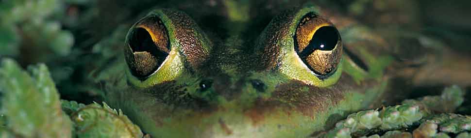 Growling Grass Frog - © Craig Cleeland