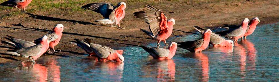 Galah - © Michael Seyfort
