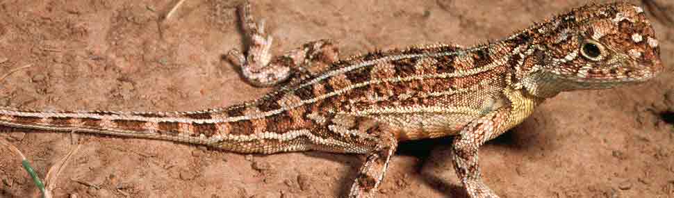 Grassland Earless Dragon - © Peter Robertson