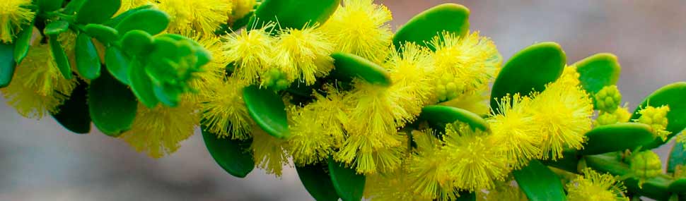 Gold-dust Wattle - © Colleen Miller