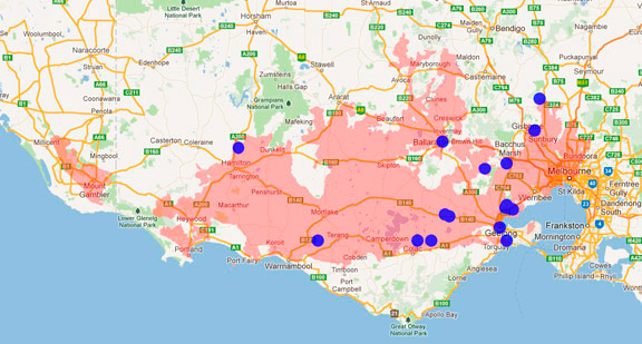 Australian Bustard Australian Bustard