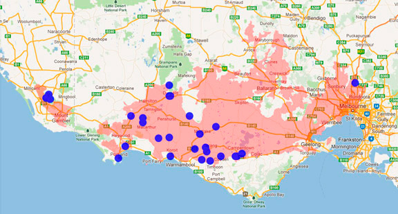 Australian Swamp Rat