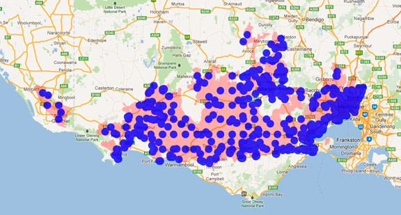 Australian White Ibis