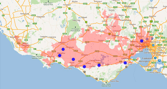 Chocolate Wattled Bat