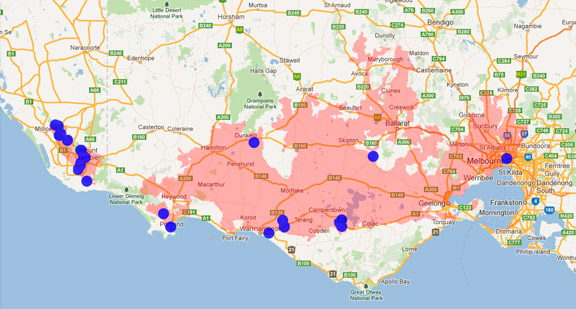 Southern Bent-wing Bat