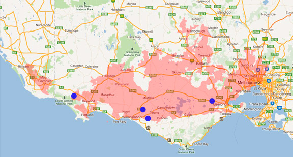 Eastern False Pipistrelle