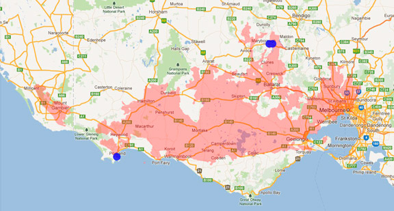 Eastern Freetail Bat