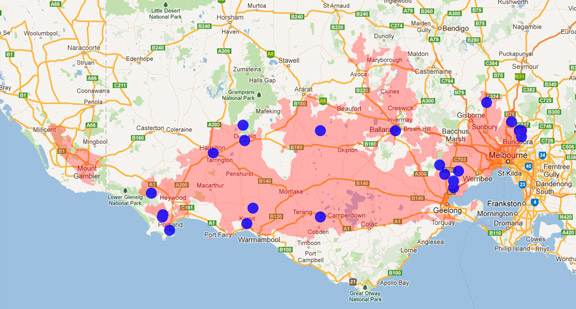 Eastern Grey Kangaroo