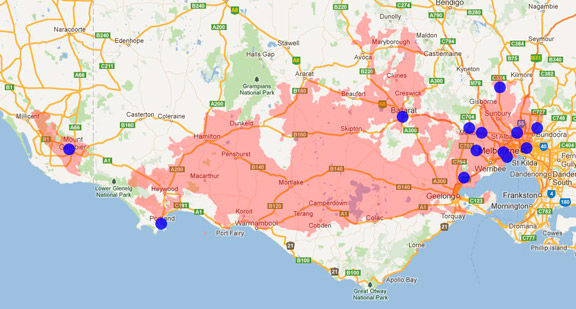 Golden-tailed Bullant