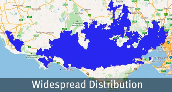 Australian Painted Lady