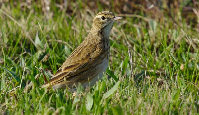 Australasian Pipit
