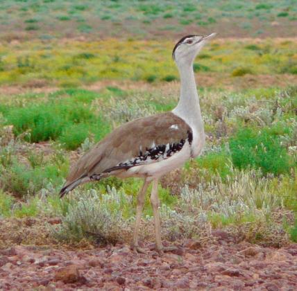 Australian Bustard - Rod Bird Australian Bustard