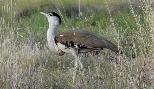 Australian Bustard - Rod Bird Australian Bustard