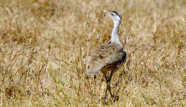Australian Bustard - Bob Winters Australian Bustard