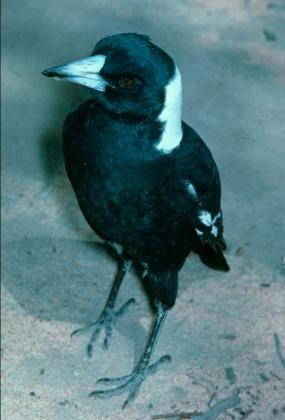 Australian Magpie
