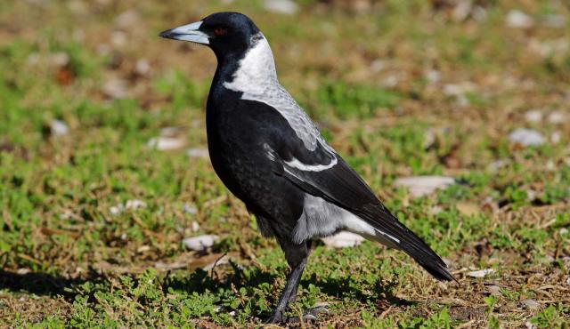 Australian Magpie