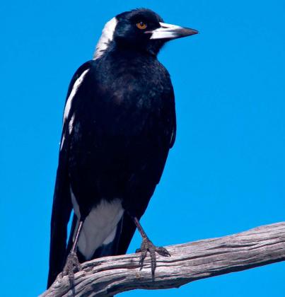 Australian Magpie