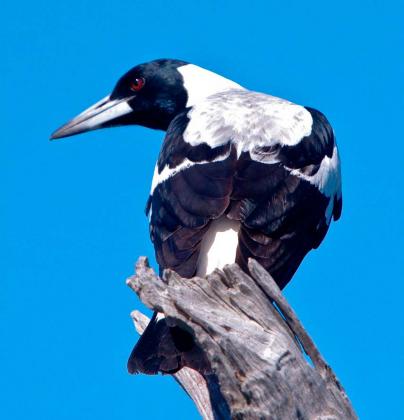 Australian Magpie