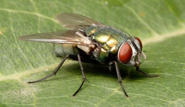 Australian Sheep Blowfly