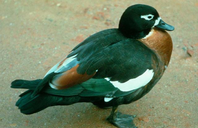 Australian Shelduck