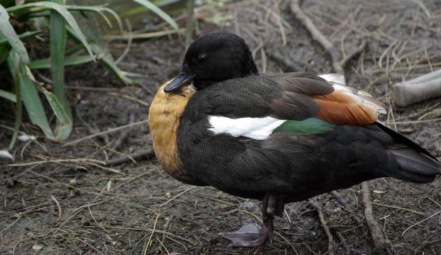 Australian Shelduck