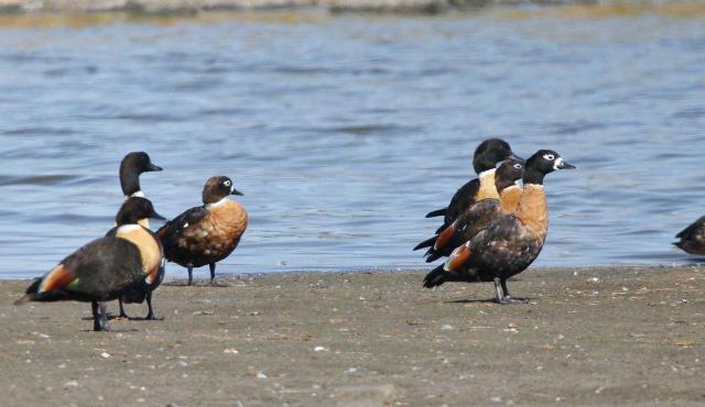 Australian Shelduck