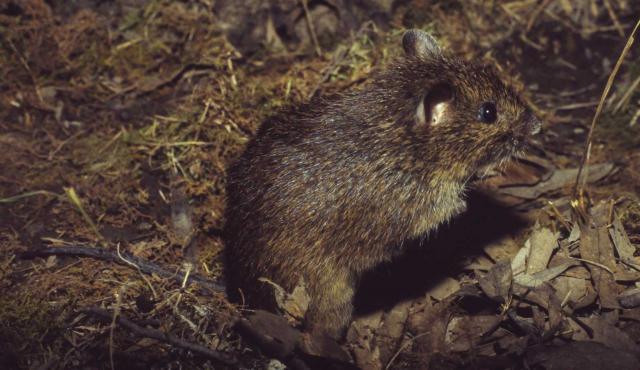 Australian Swamp Rat