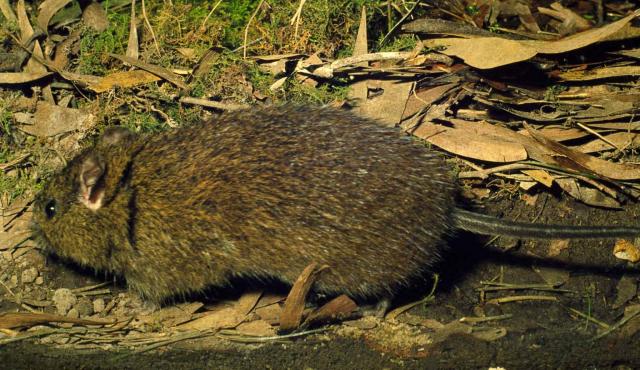 Australian Swamp Rat