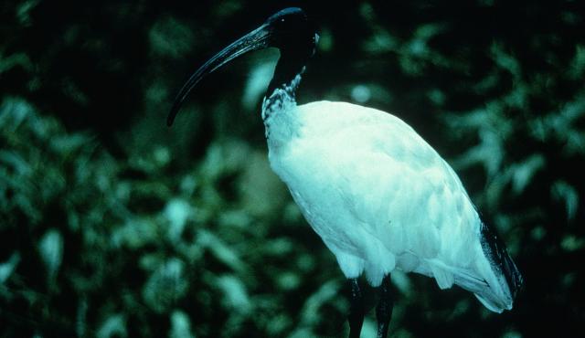 Australian White Ibis