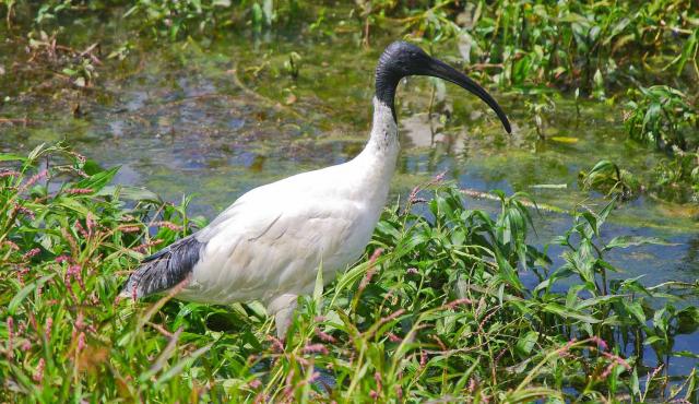 Australian White Ibis
