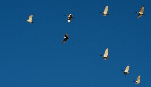 Australian White Ibis