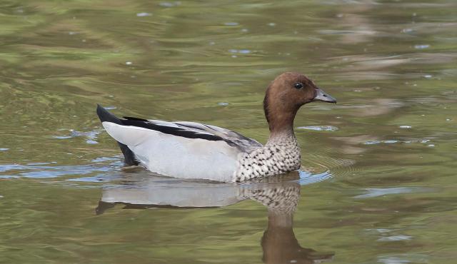 Australian Wood Duck