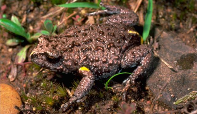 Bibron's Toadlet