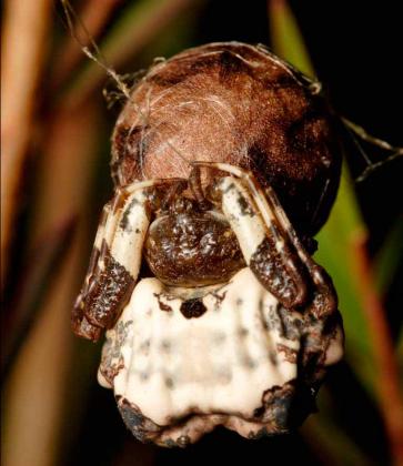 Bird-dropping Spider