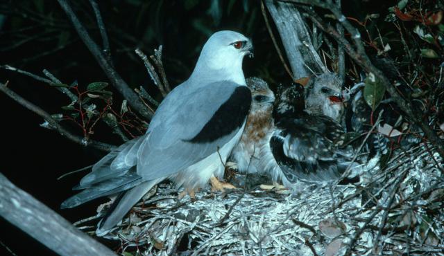 Black-shouldered Kite