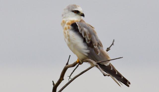 Black-shouldered Kite