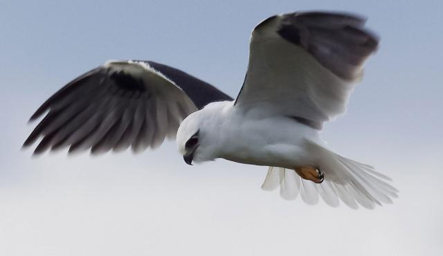 Black-shouldered Kite