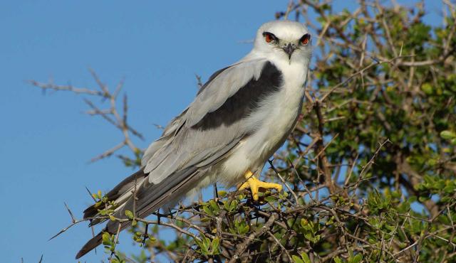 Black-shouldered Kite