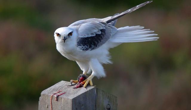 Black-shouldered Kite