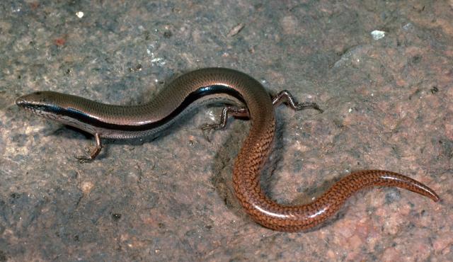 Bougainville's Skink