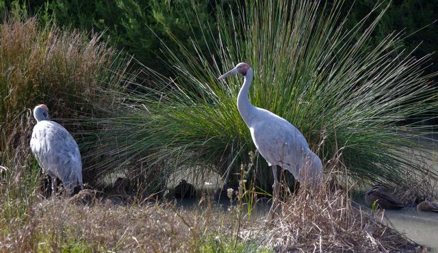 Brolga