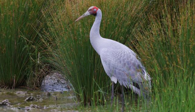 Brolga