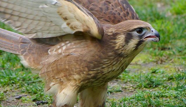 Brown Falcon