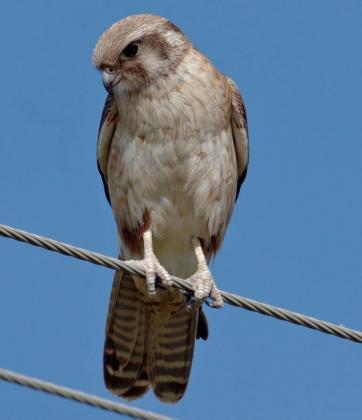 Brown Falcon