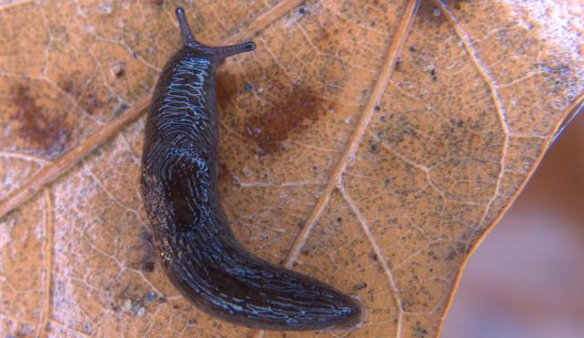 Brown Field Slug