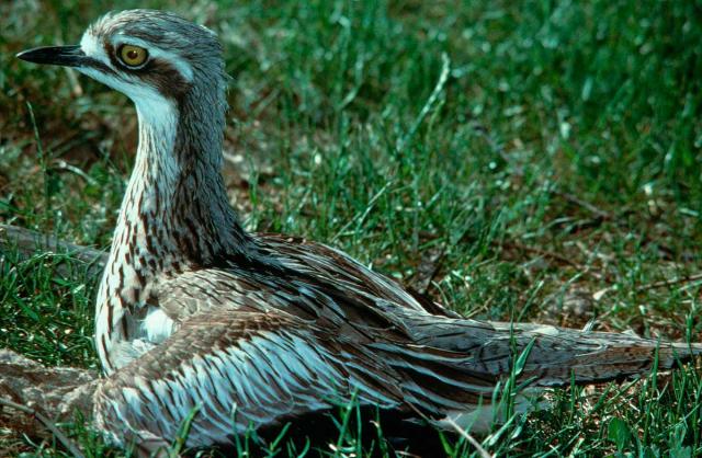 Bush Stone-curlew